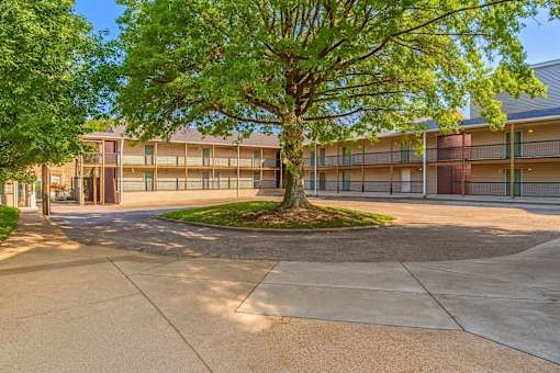 A tree in the middle of a courtyard surrounded by buildings.