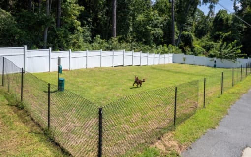 Dog Park