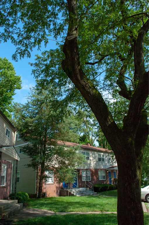 A tree in front of a house.