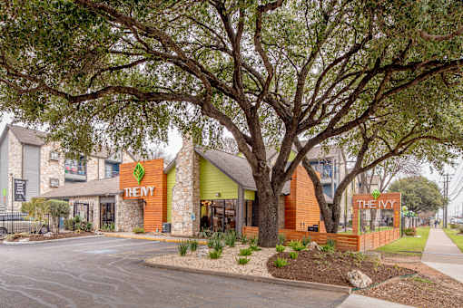 A large tree in front of a building with a sign that says "THE IVY".