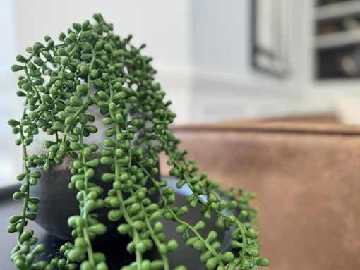 A green plant with small leaves is in a black pot.