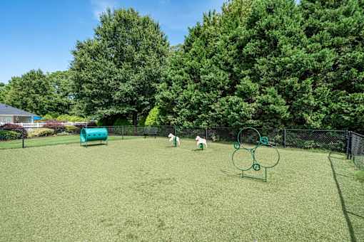 A dog is playing in a green field with a frisbee.