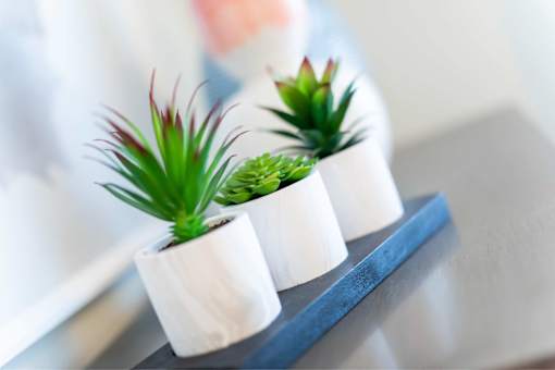 Three small plants in white pots are sitting on a blue shelf.