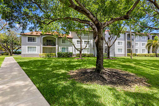 A tree in front of apartment buildings.