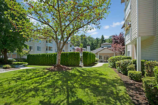 A landscaped courtyard here at Windsong featuring lush green lawns, mature trees, and trimmed hedges. This bright and welcoming outdoor space offers peaceful walking paths, open grassy areas, and a charming community building nearby.
