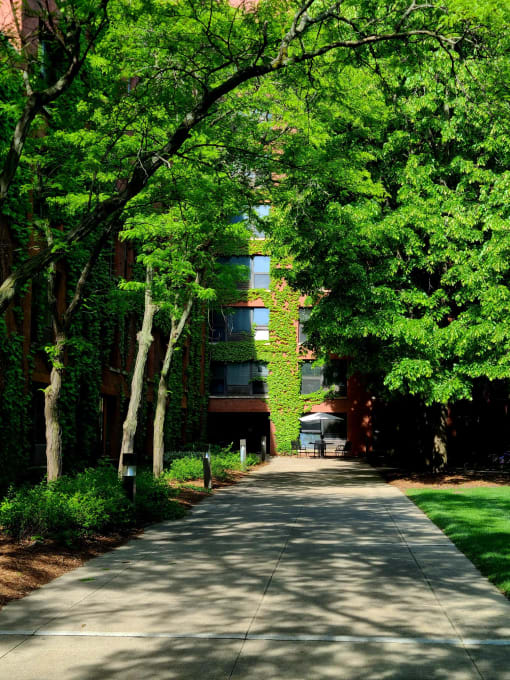 a walkway with trees and grass on either side