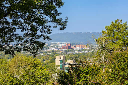 A cityscape is seen through the leaves of a tree.