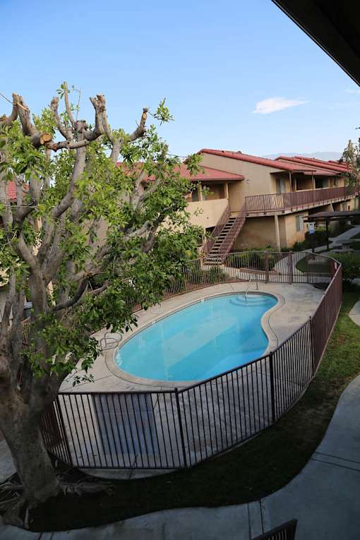 A tree is in front of a building with a pool.