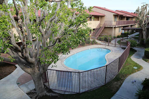 A tree is in front of a house and a pool.