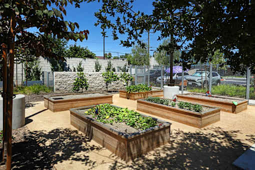 A garden with raised beds and vegetables.