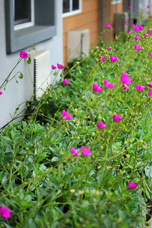 Pink flowers in a green bush.