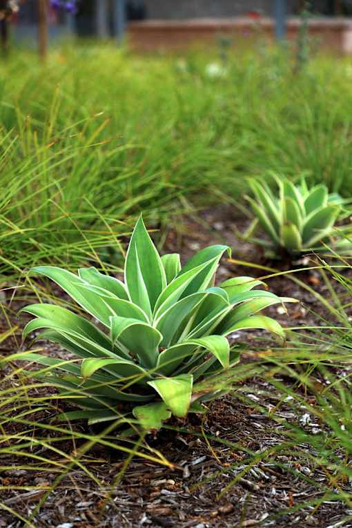 A green plant with a few leaves in a garden.