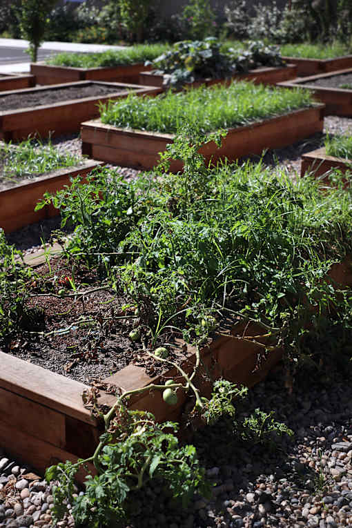 A garden with a variety of plants growing in wooden beds.
