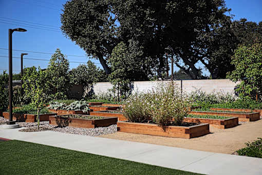 A garden with raised beds and a white wall in the background.