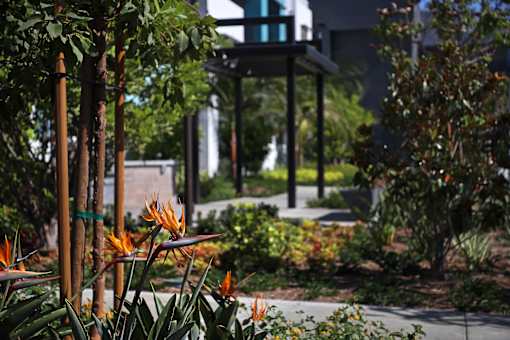 A garden with orange flowers and a building in the background.