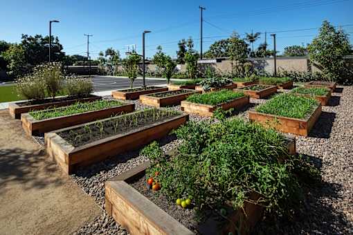A garden with raised beds of vegetables and herbs.