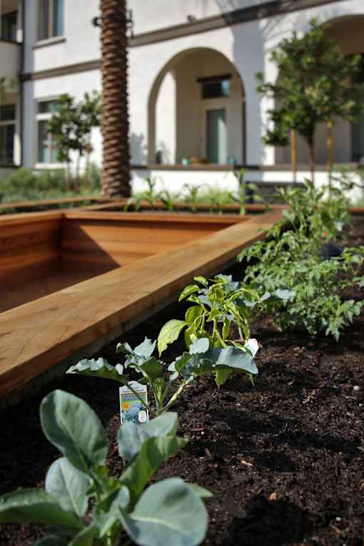 A garden with a wooden bench and a palm tree in the background.