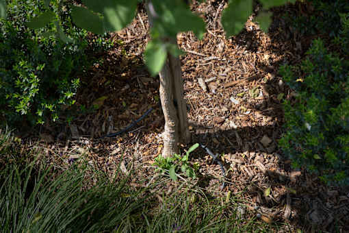 A tree trunk is visible in the middle of a grassy area.