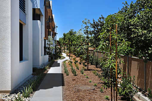 A row of white buildings with a sidewalk and a tree in the foreground.