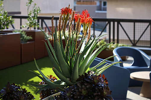 A pineapple plant with red flowers in the foreground and a blue chair in the background.
