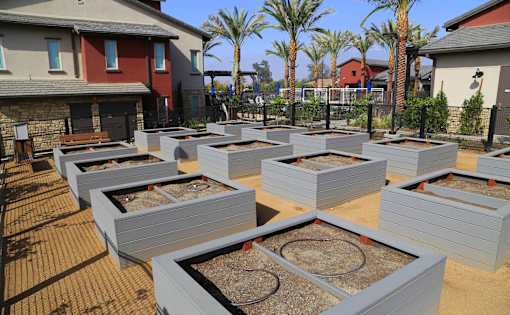 A row of raised garden beds are in the foreground of a sunny yard.