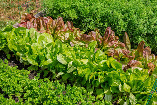 A garden with green and red lettuce plants.