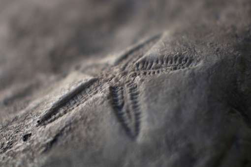 A close up of a fossil imprint on a rock surface.