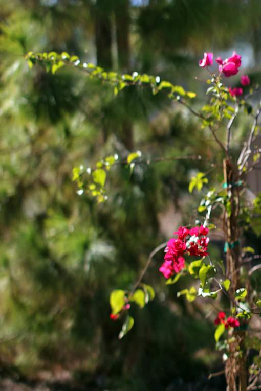 A plant with pink flowers is in the foreground.