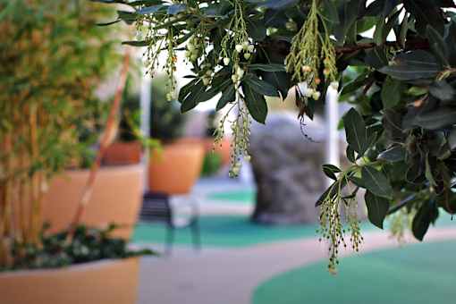 A green plant with hanging buds in the foreground with a blurry background.