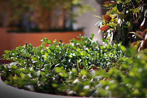 A green plant in a white pot.