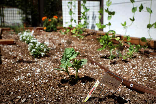 A garden bed with a sign that says "Lettuce" in front of it.