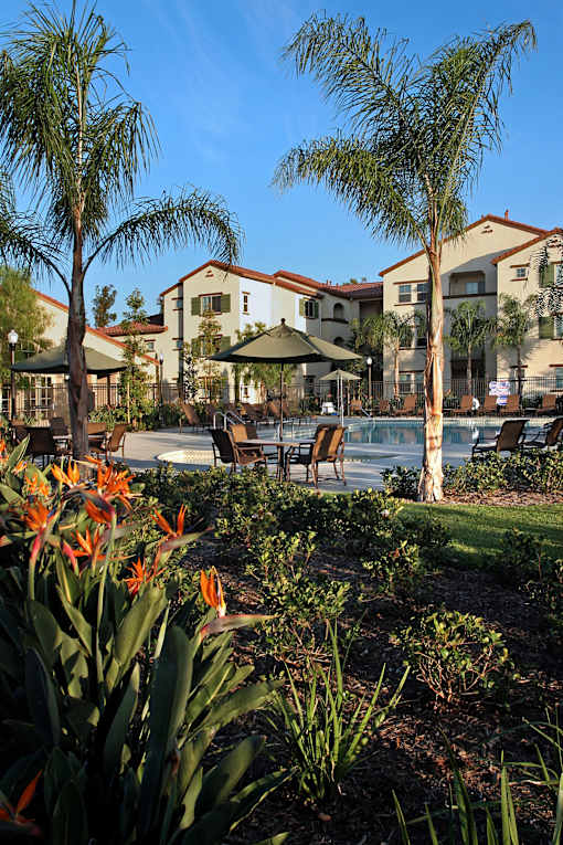 A beautiful sunny day at the resort with palm trees and orange flowers.