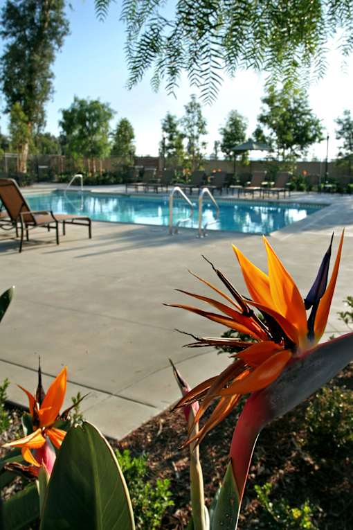 Bird of paradise flowers in front of a pool.