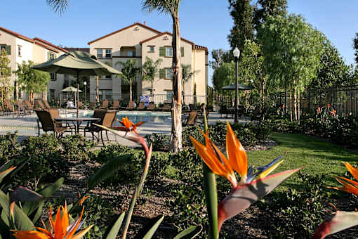 Bird of paradise flowers in front of apartment building.