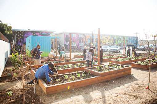 A man is working in a garden with raised beds.