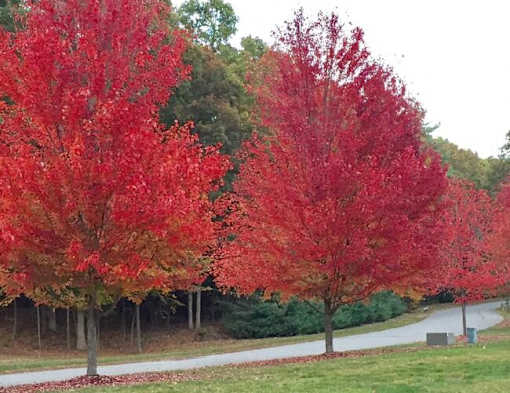 Two red trees in the foreground with a pathway and other trees in the background at Birchwood Hills in Shirley, MA.