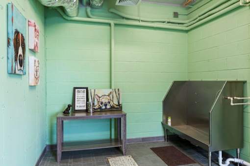 Dog Wash Station