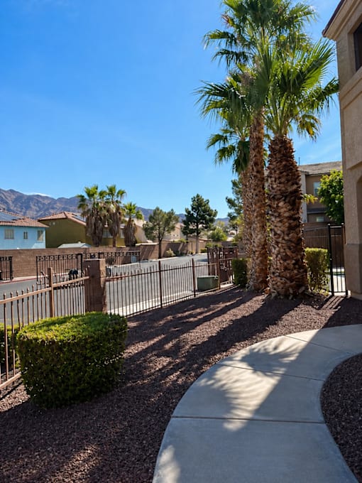 A palm tree stands in a courtyard with a mountain in the background.