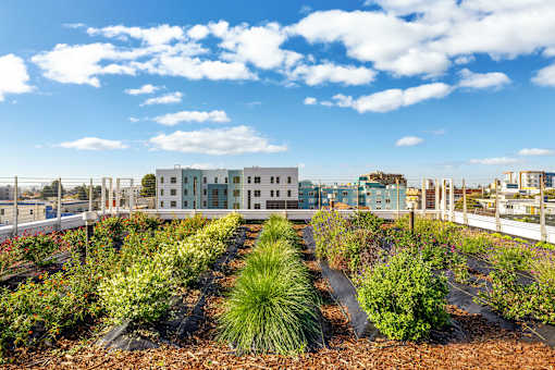 A garden with a variety of plants in the foreground and a building in the background.