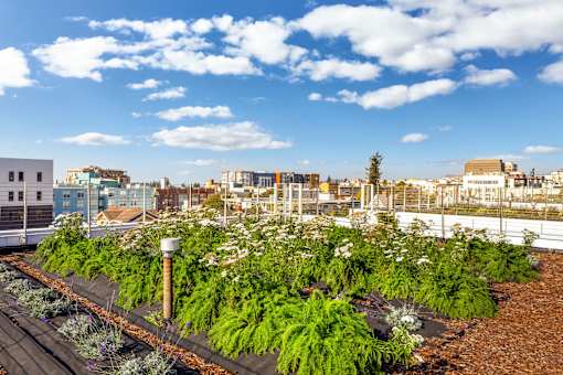 A rooftop garden with various plants and a cloudy sky.