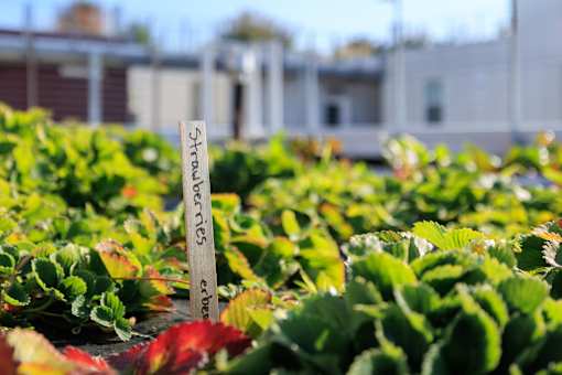A garden with a sign that says "Strawberries" in front of a building.