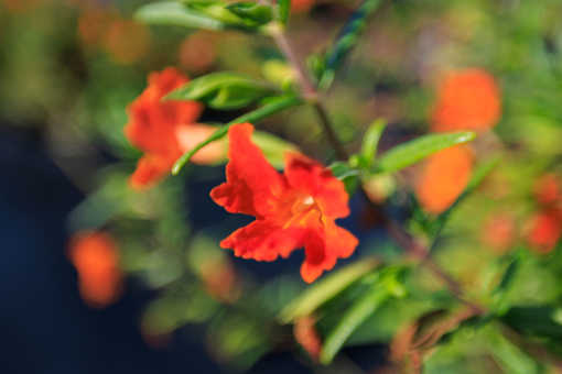 A close up of a red flower with green leaves in the background.