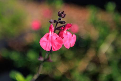 A close up of a pink flower with a blurred green background.