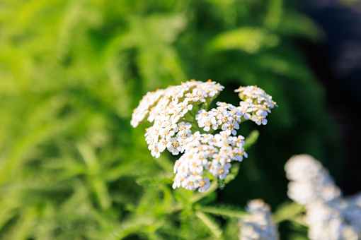 A cluster of white flowers with green leaves in the background.