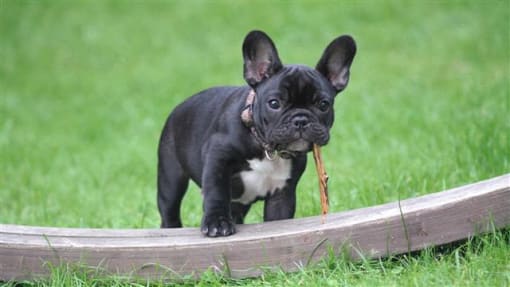 Port View Apartments | Pet Friendly