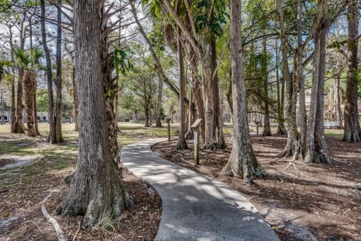 a path through the trees in a park