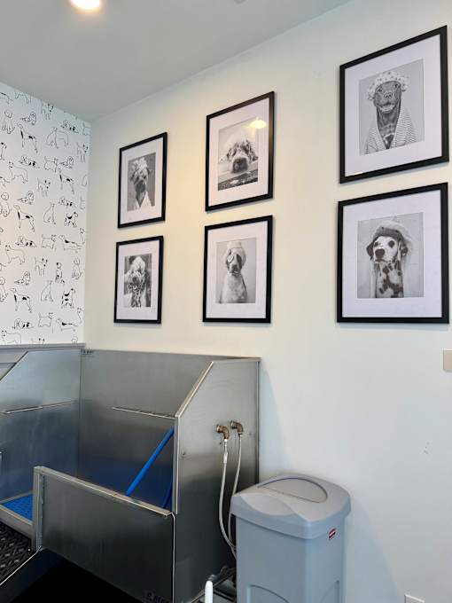 A wall with four framed pictures of dogs.