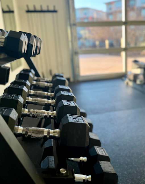 A row of black dumbbells with white handles are lined up on a rack in a gym.