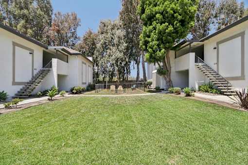 Green lawn at the linden
