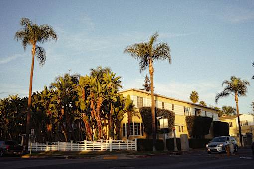 A row of palm trees in front of a building.